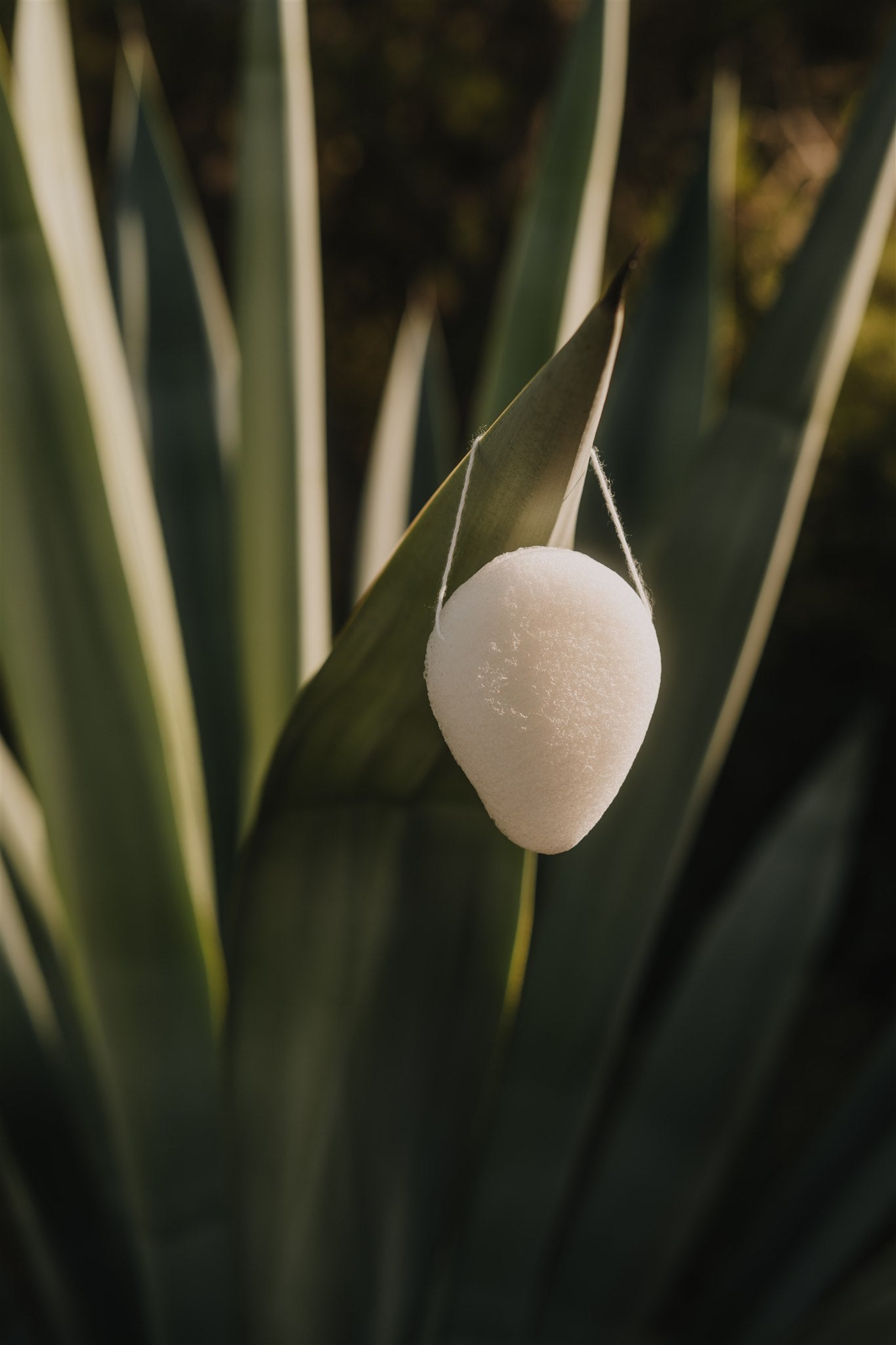 Konjac spons